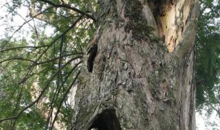 什么是树洞 树洞是什么意思